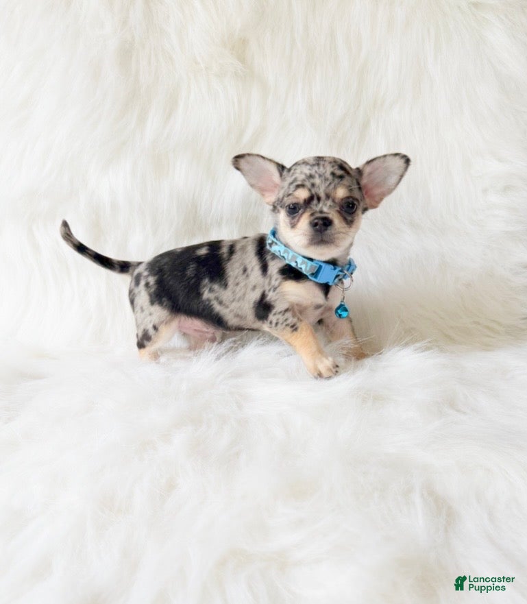 Chihuahua dogs for sale: Tommy - Ad 3
