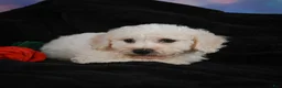 Bichon Frise dogs for sale: Jimmy - Ad 10