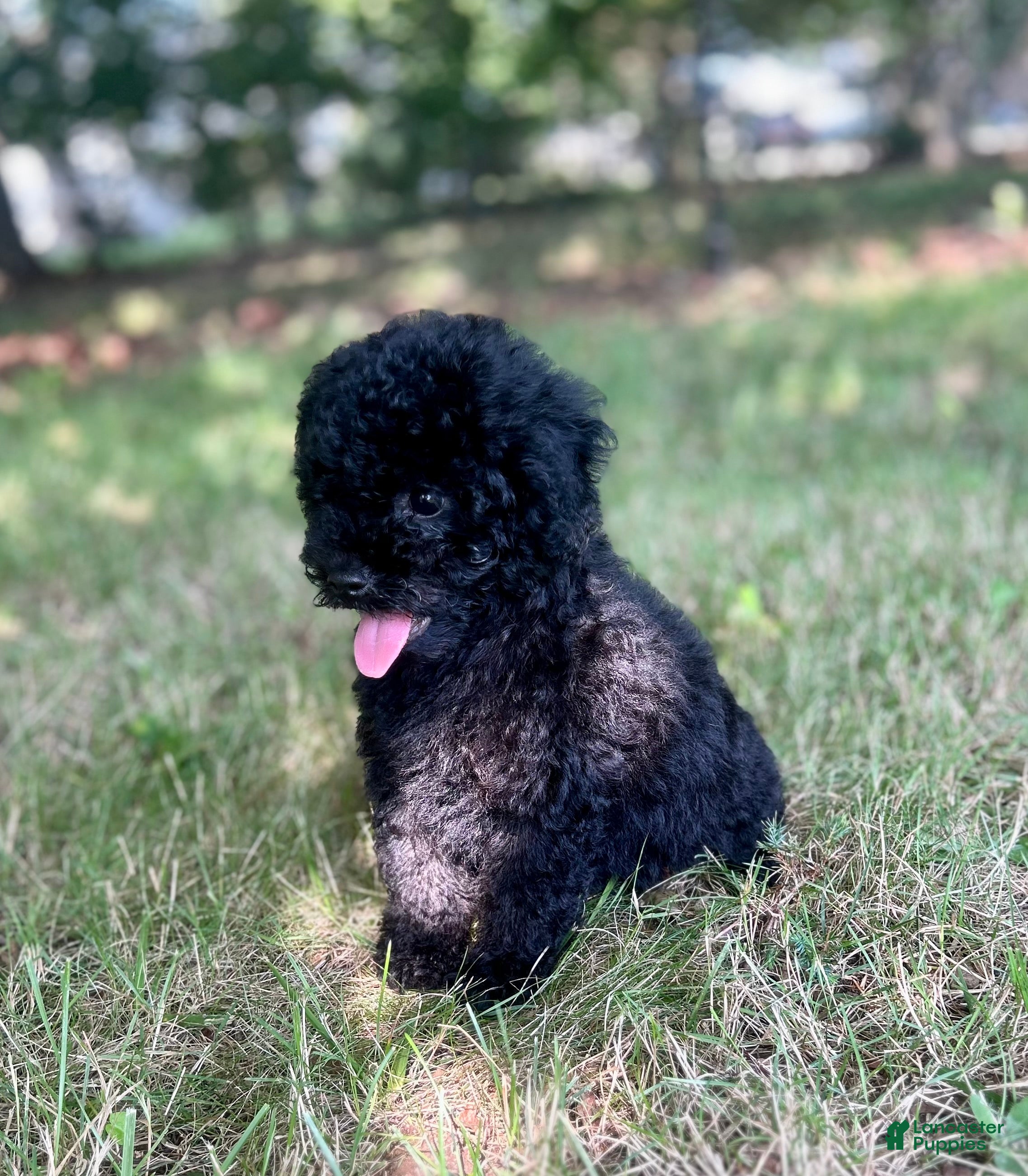Cavapoo dogs Stormy - Ad 33