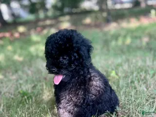 Cavapoo dogs Stormy - Ad 33