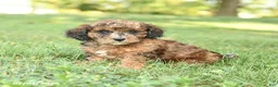 Miniature Poodle dogs for sale: Cinnamon - Ad 3