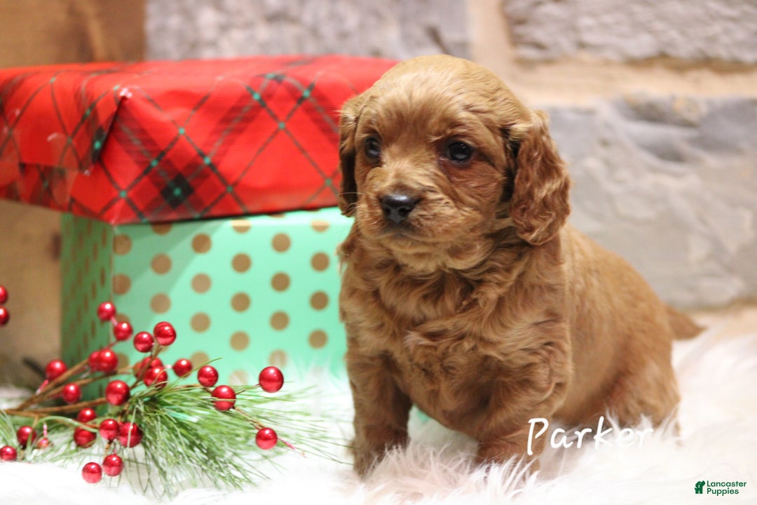 Cavapoo dogs for sale: Paitence - Ad 9