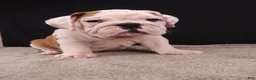 English Bulldog dogs for sale: Charlie  - Ad 13