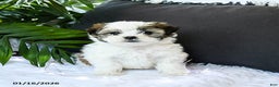 Mixed Breed dogs for sale: Cheese Puff - Ad 3