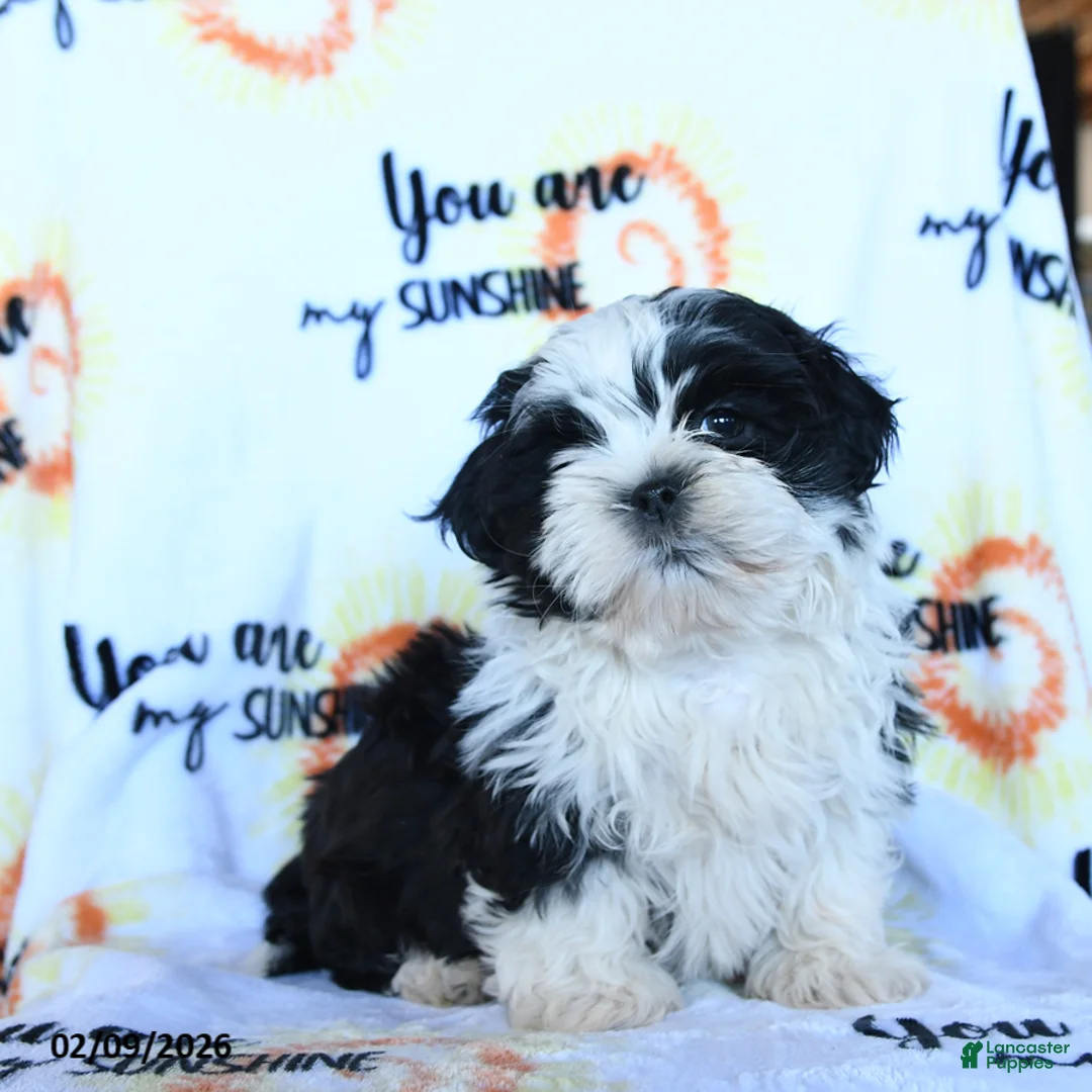 Shih Tzu dogs for sale: Cream - Ad 2