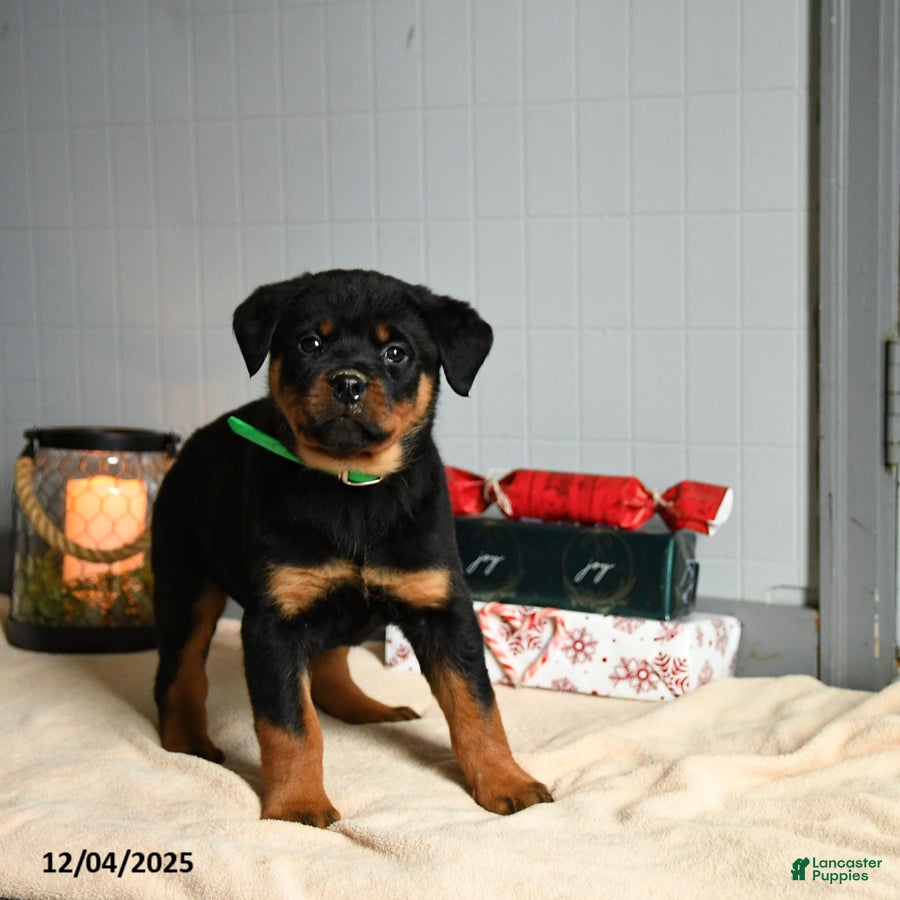 Rottweiler dogs Twix - Ad 13