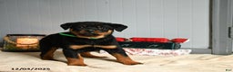 Rottweiler dogs for sale: Twix - Ad 1