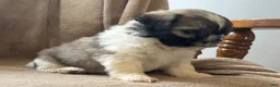 Shih Tzu dogs for sale: Cody - Ad 4