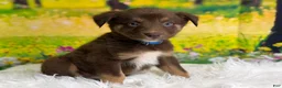 Australian Shepherd dogs for sale: Australian Shepherd Russ - Ad 13