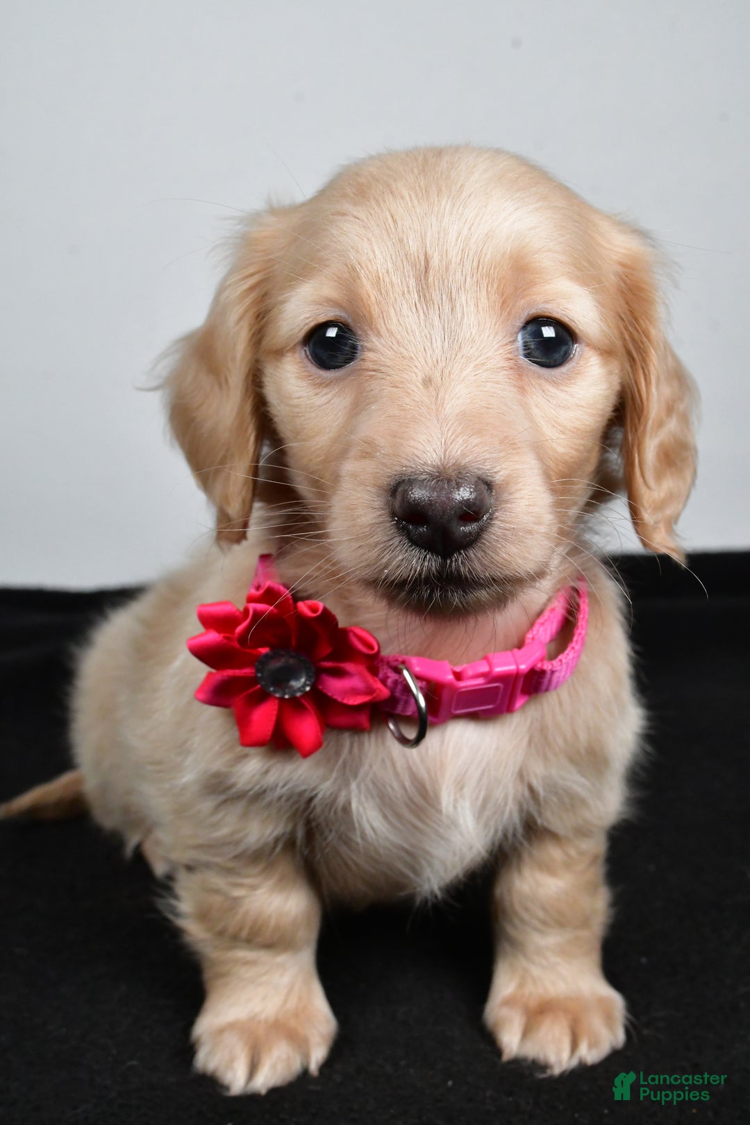 Miniature Dachshund dogs for sale: Allie - Ad 5