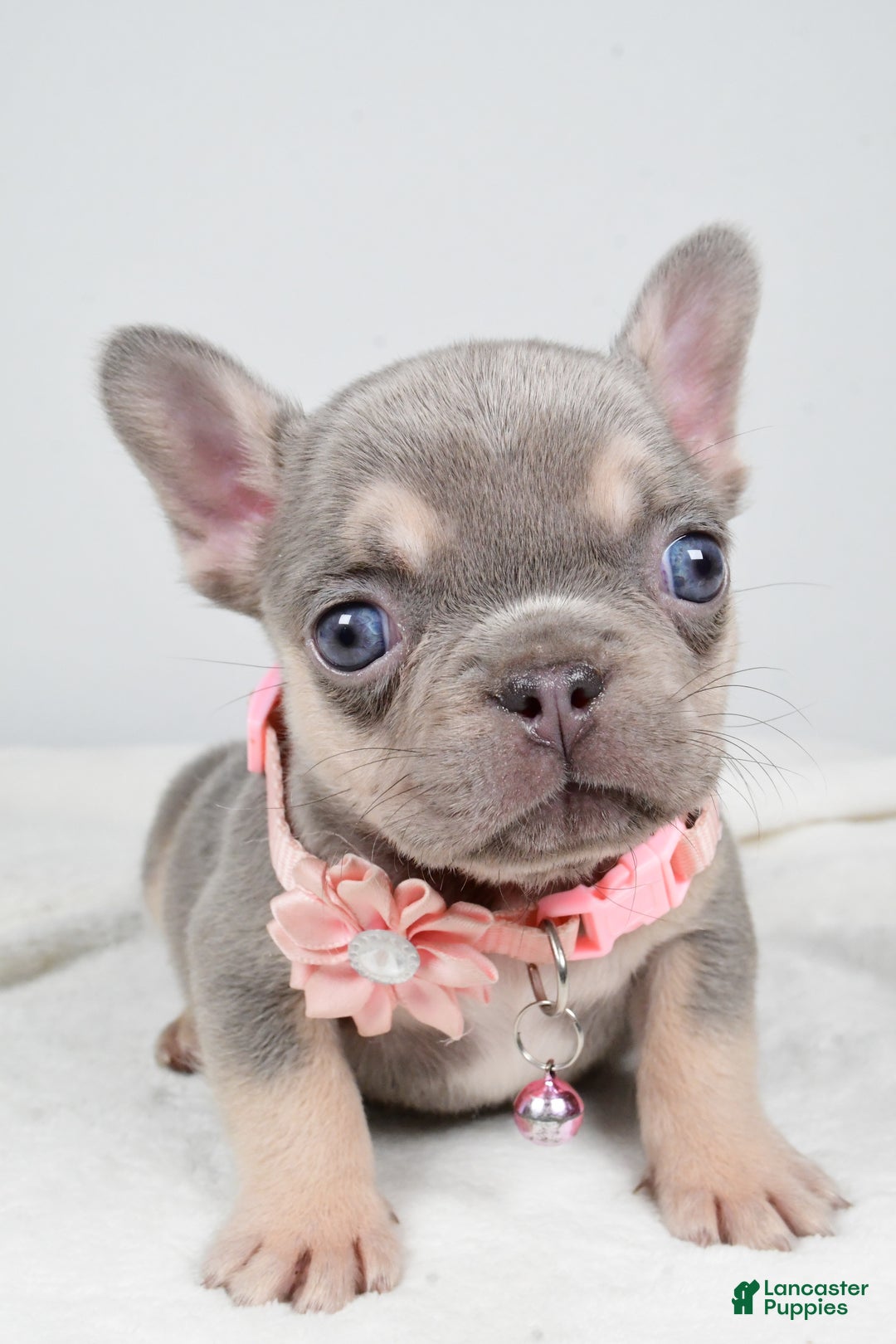 French Bulldog dogs for sale: Wendy - Ad 4