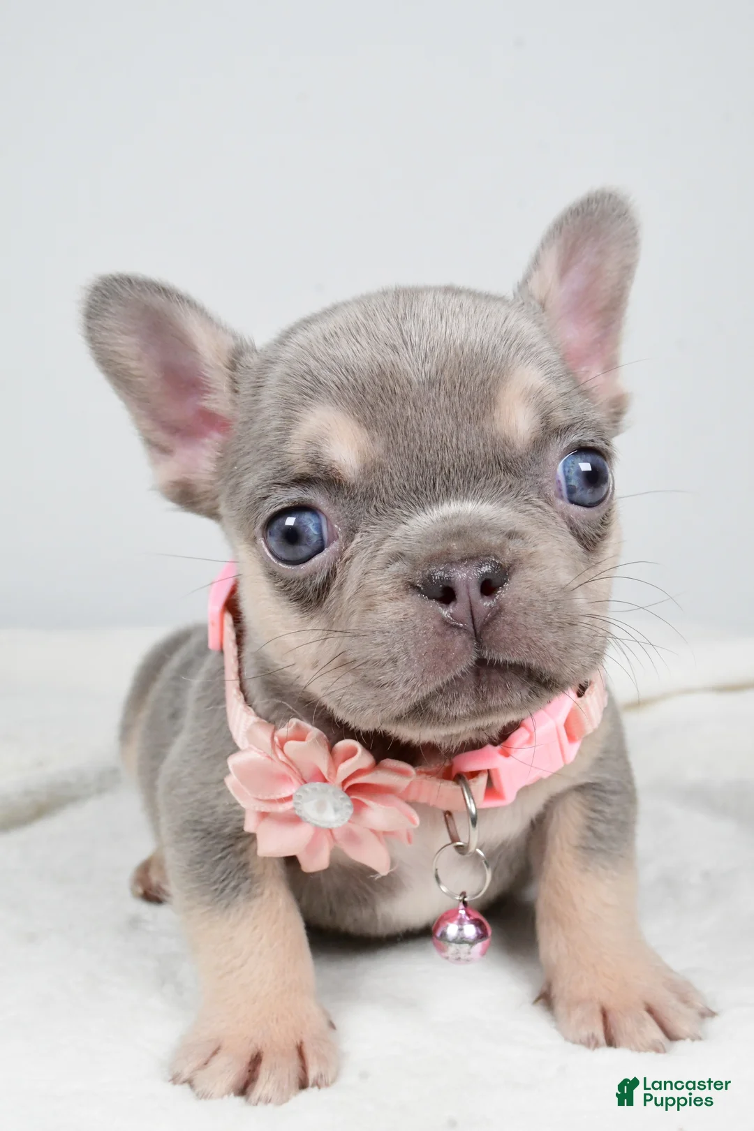 French Bulldog dogs for sale: Wendy - Ad 4