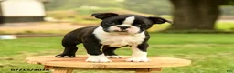 Boston Terrier dogs for sale: Bryce - Ad 4