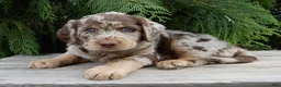 Labradoodle dogs for sale: Bitsy - Ad 7