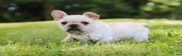 French Bulldog dogs for sale: Allie - Ad 1