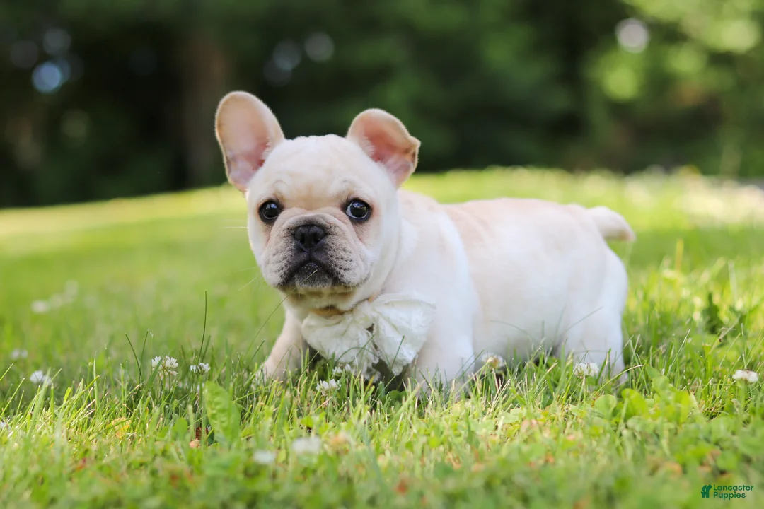 French Bulldog dogs for sale: Allie - Ad 1