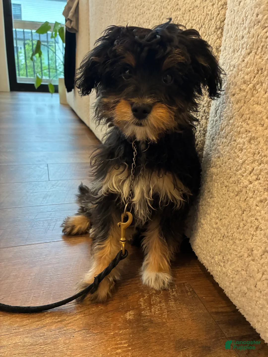 Aussiedoodle dogs for sale: Mila - Ad 1