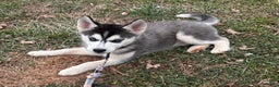 Siberian Husky dogs for sale: Siberian Husky Puppy 8 - Ad 2