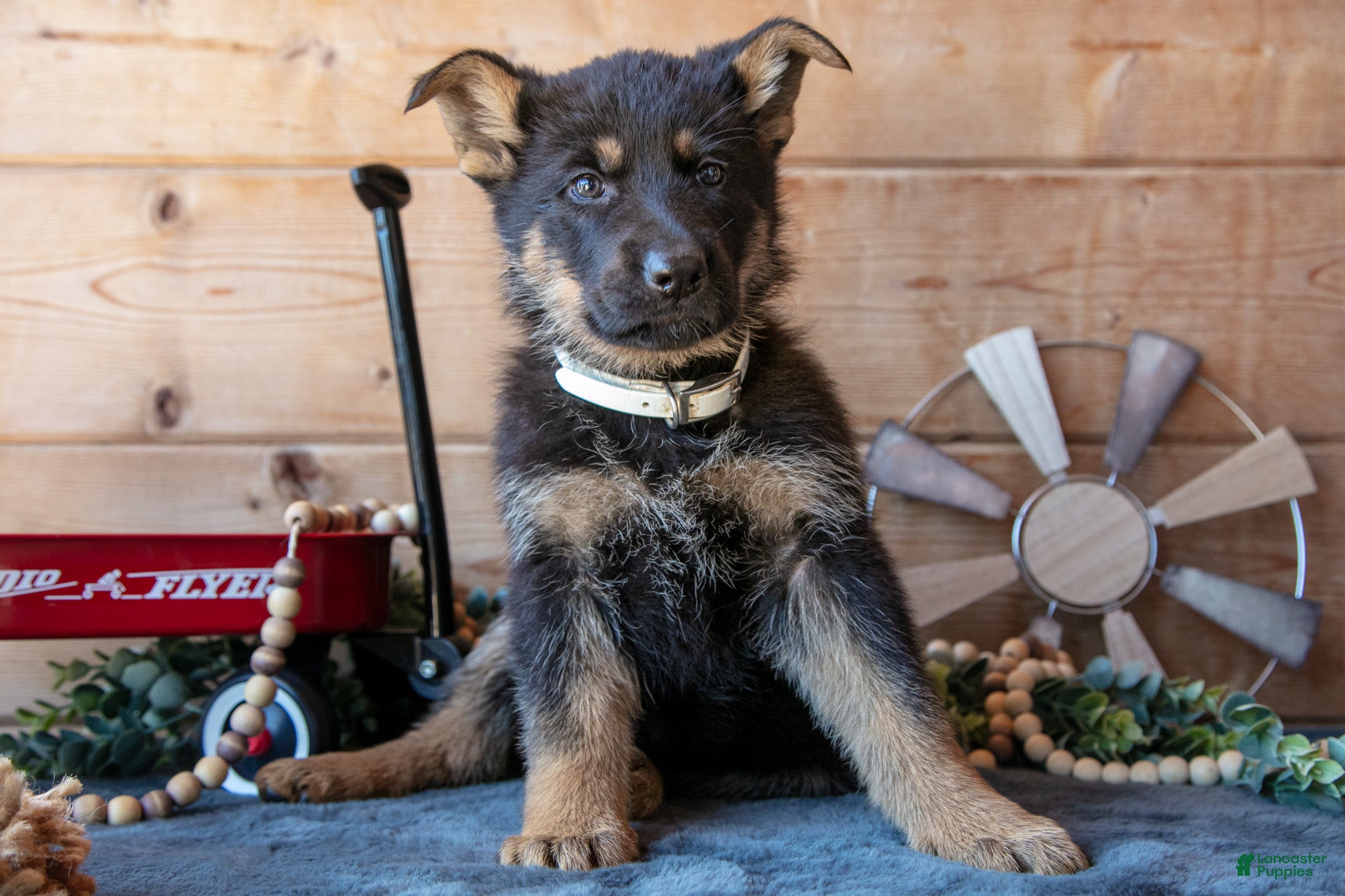 German Shepherd dogs for sale: Mason - Ad 3