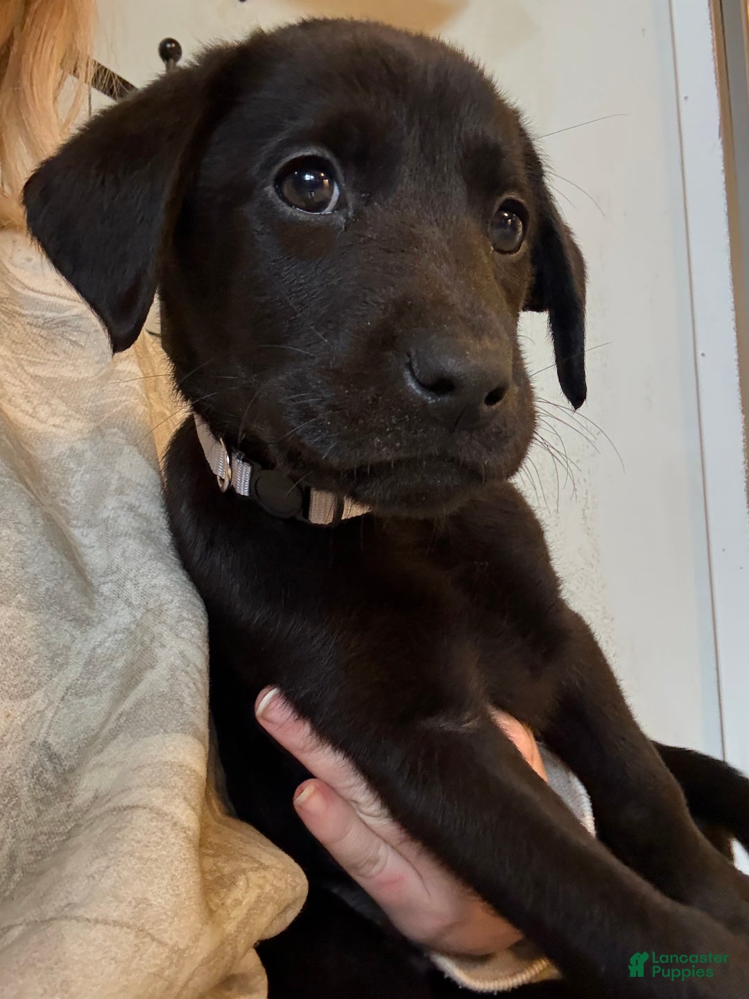 Labrador Retriever dogs for sale: Labrador Retriever Puppy- Grey collar - Ad 2