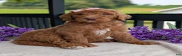 Goldendoodle dogs for sale: Miss Daisy - Ad 23