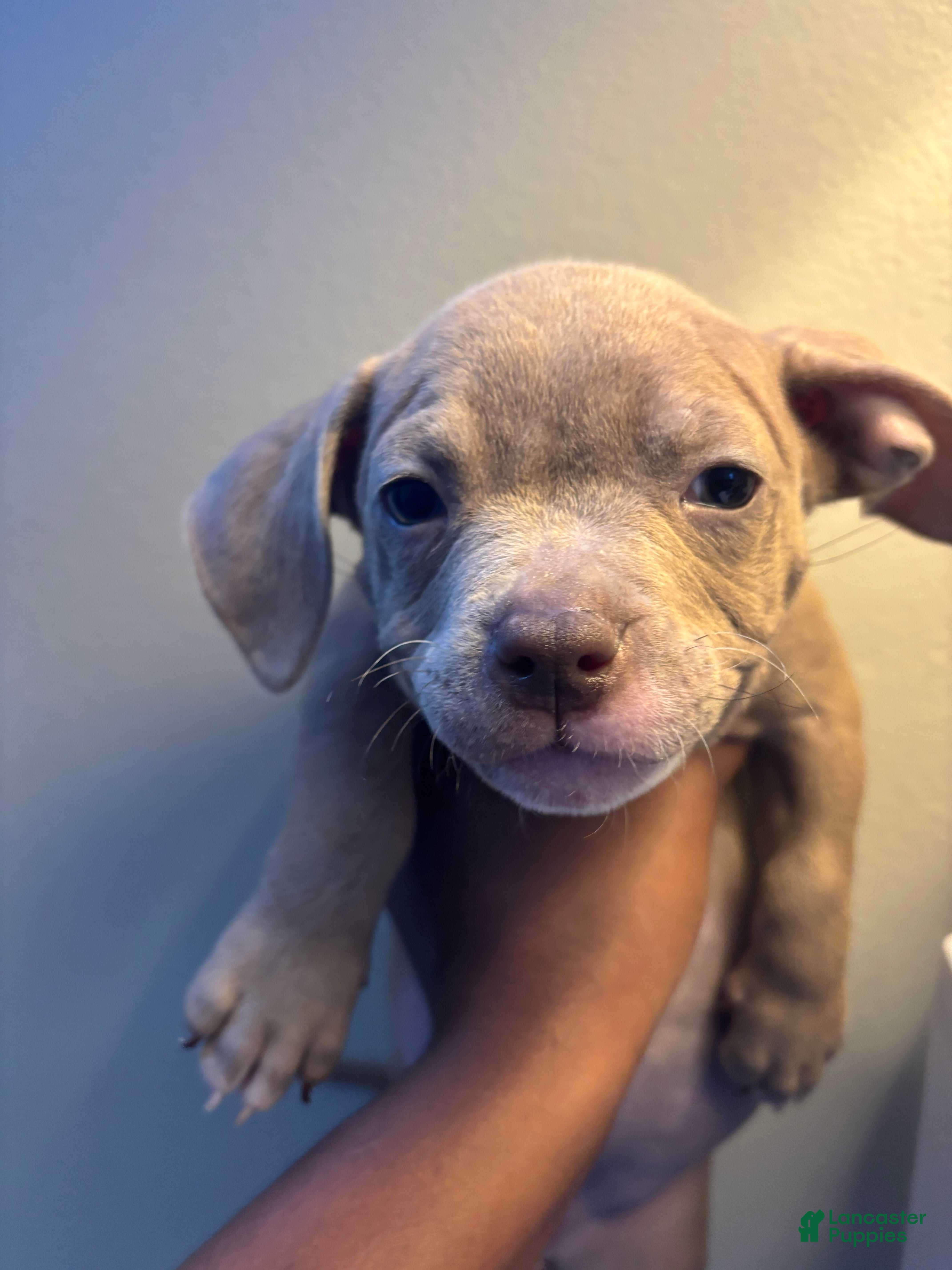 Animal Red Nose Pitbull Puppies For Sale Craigslist Terrier