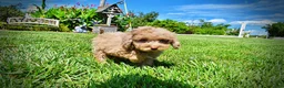 Havapoo dogs for sale: Gorgeous - Ad 18