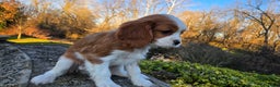 Cavalier King Charles Spaniel dogs for sale: Val - Ad 5