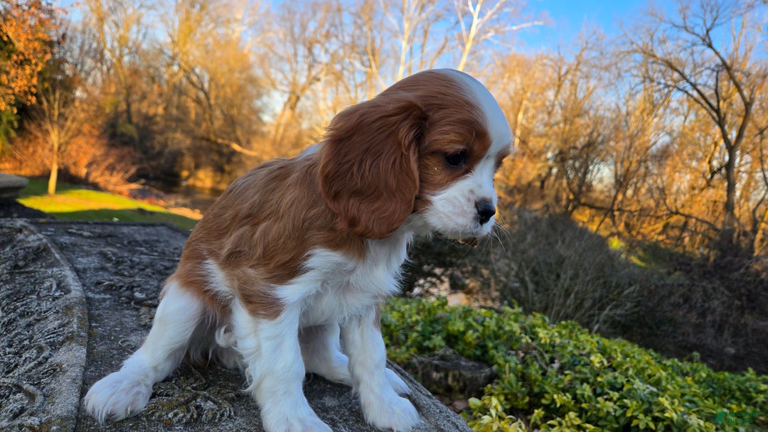 Cavalier King Charles Spaniel dogs for sale: Val - Ad 5