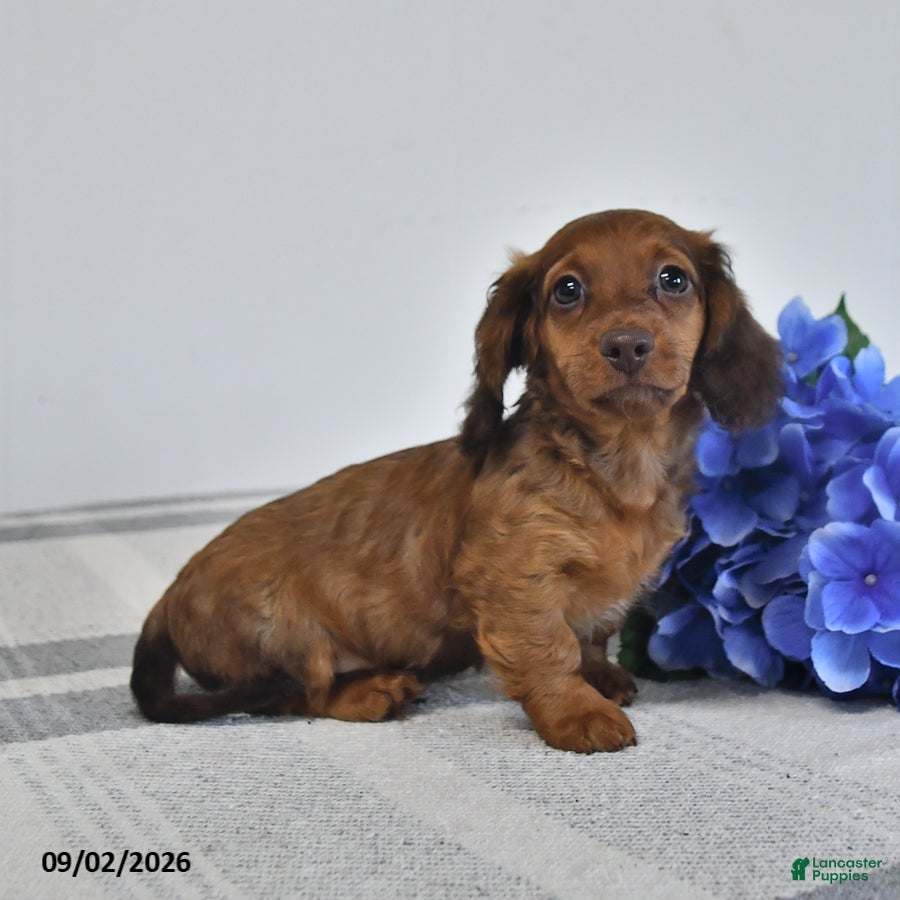Miniature Dachshund dogs Trooper - Ad 2