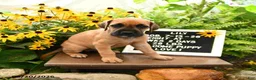 Great Dane dogs for sale: Lily - Ad 3