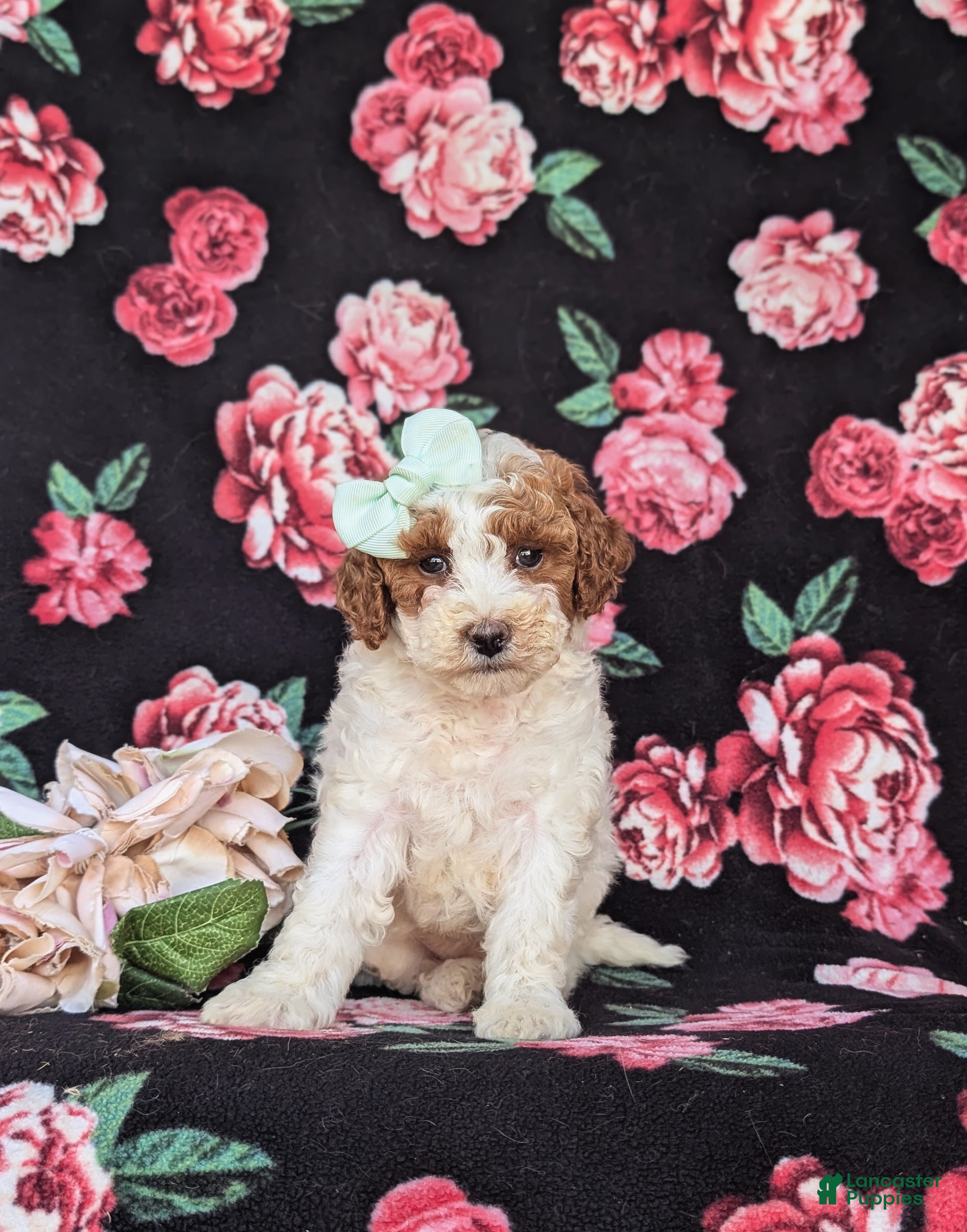 Miniature Poodle dogs Carleen - Ad 1
