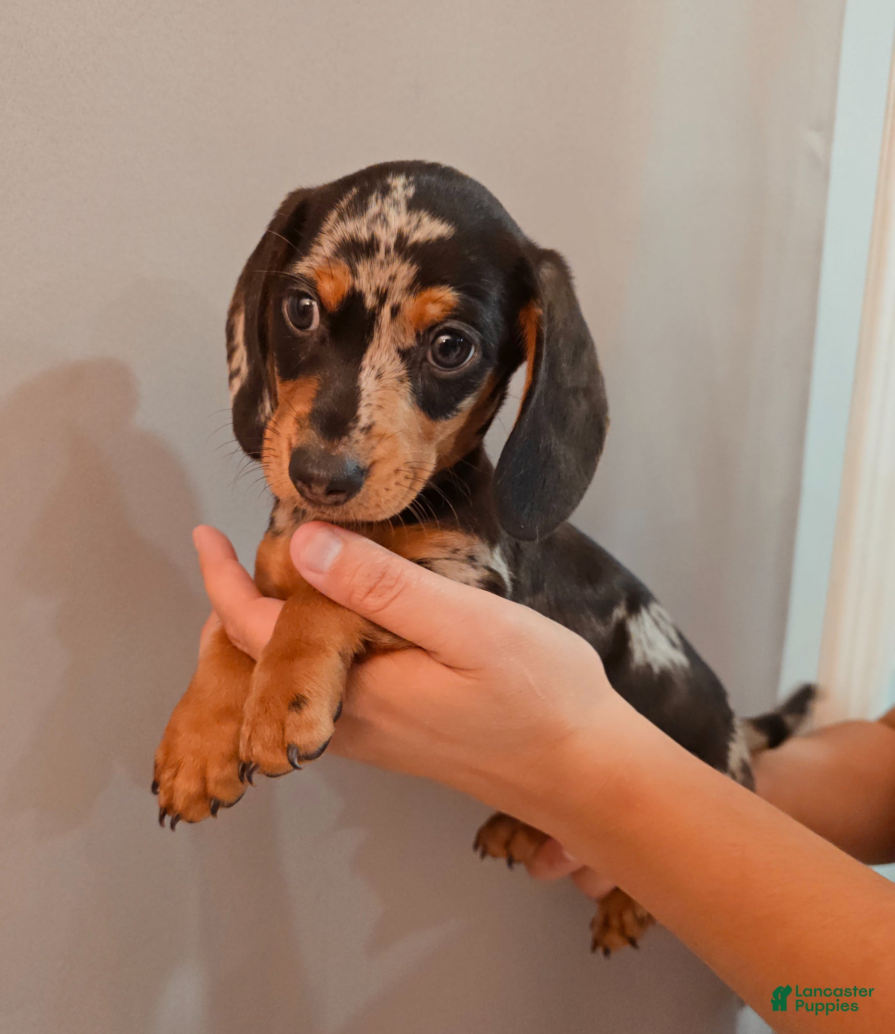 Miniature Dachshund dogs Miniature Dachshund Puppy 3 - Ad 1