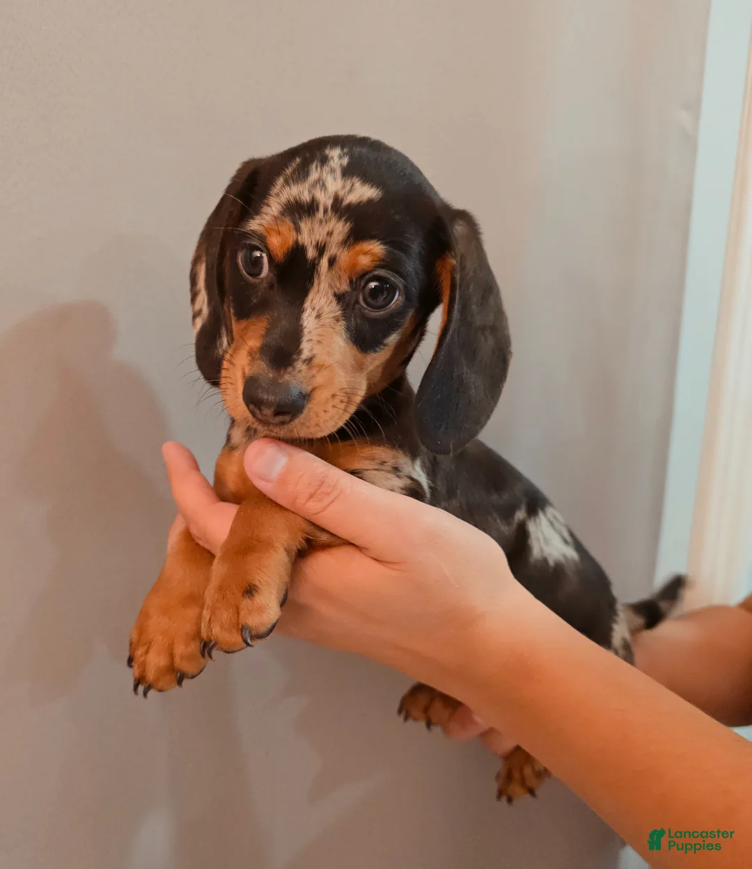 Miniature Dachshund dogs for sale: Miniature Dachshund Puppy 3 - Ad 1