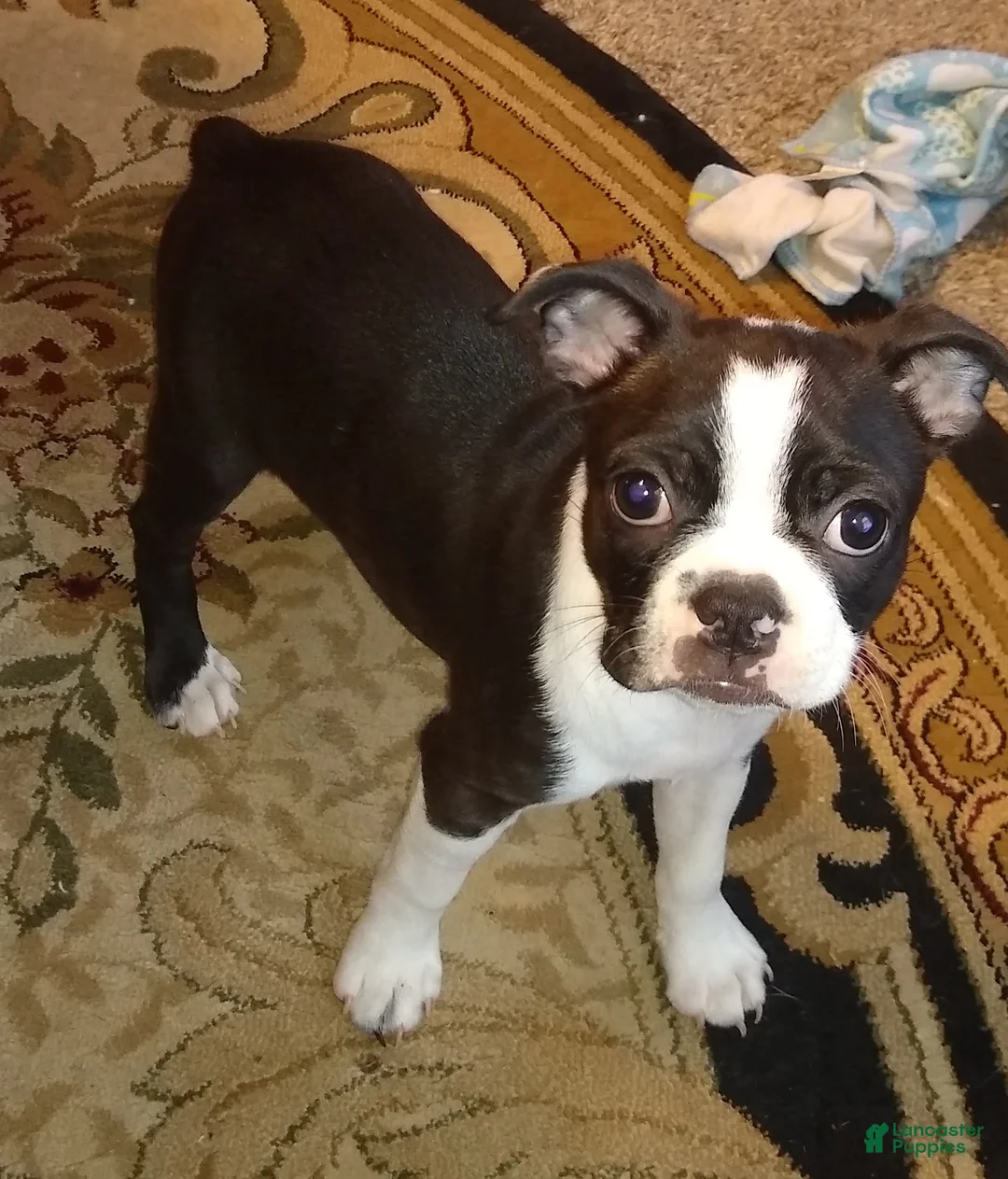 Gallery Image {{count}}