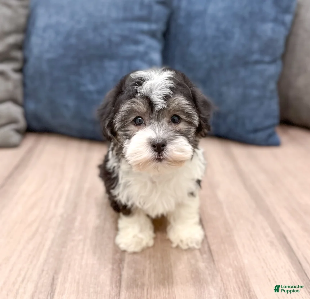 Havanese dogs for sale: Alex - Ad 1