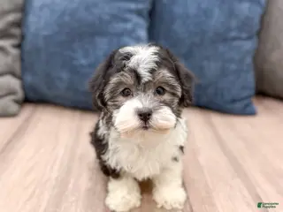 Havanese dogs for sale: Alex - Ad 3