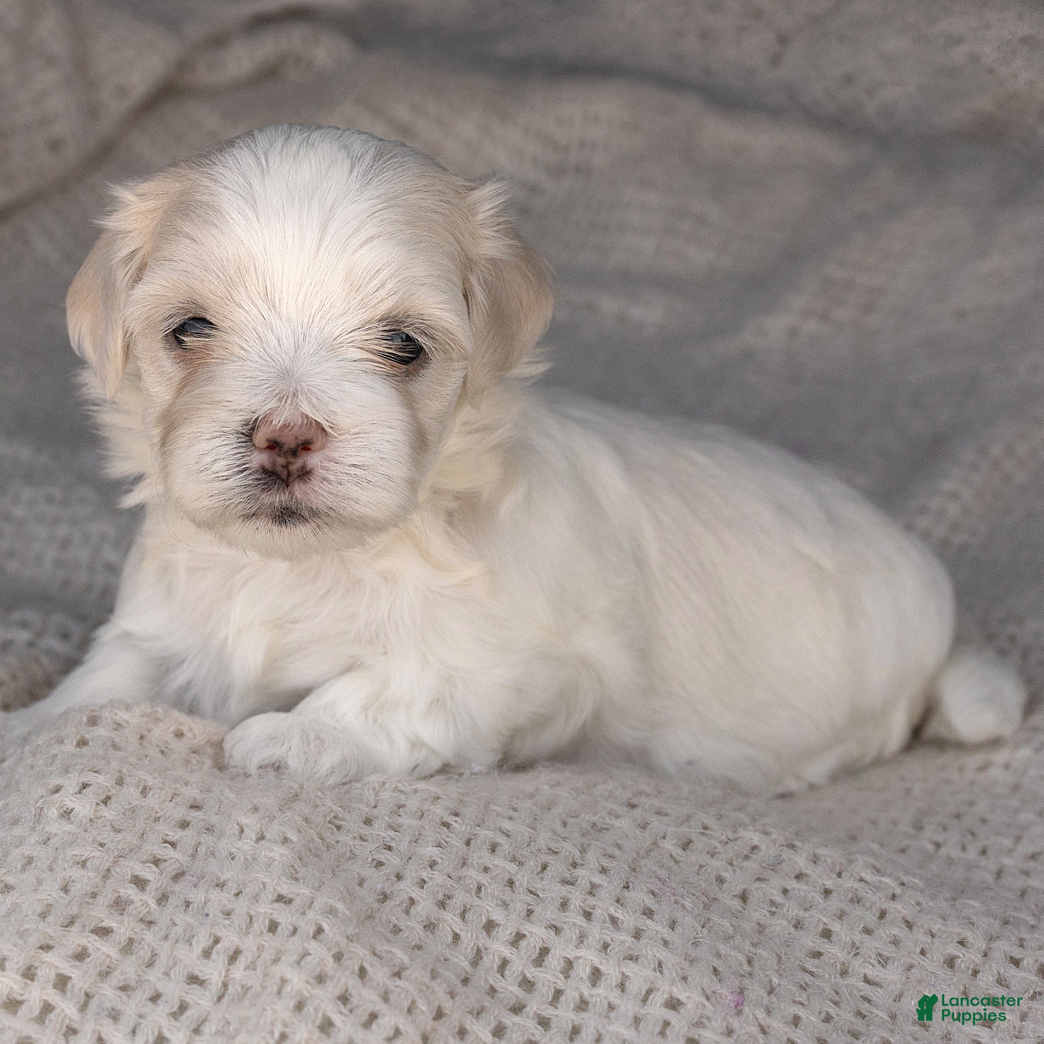 Maltese dogs Puck Maltese  - Ad 2