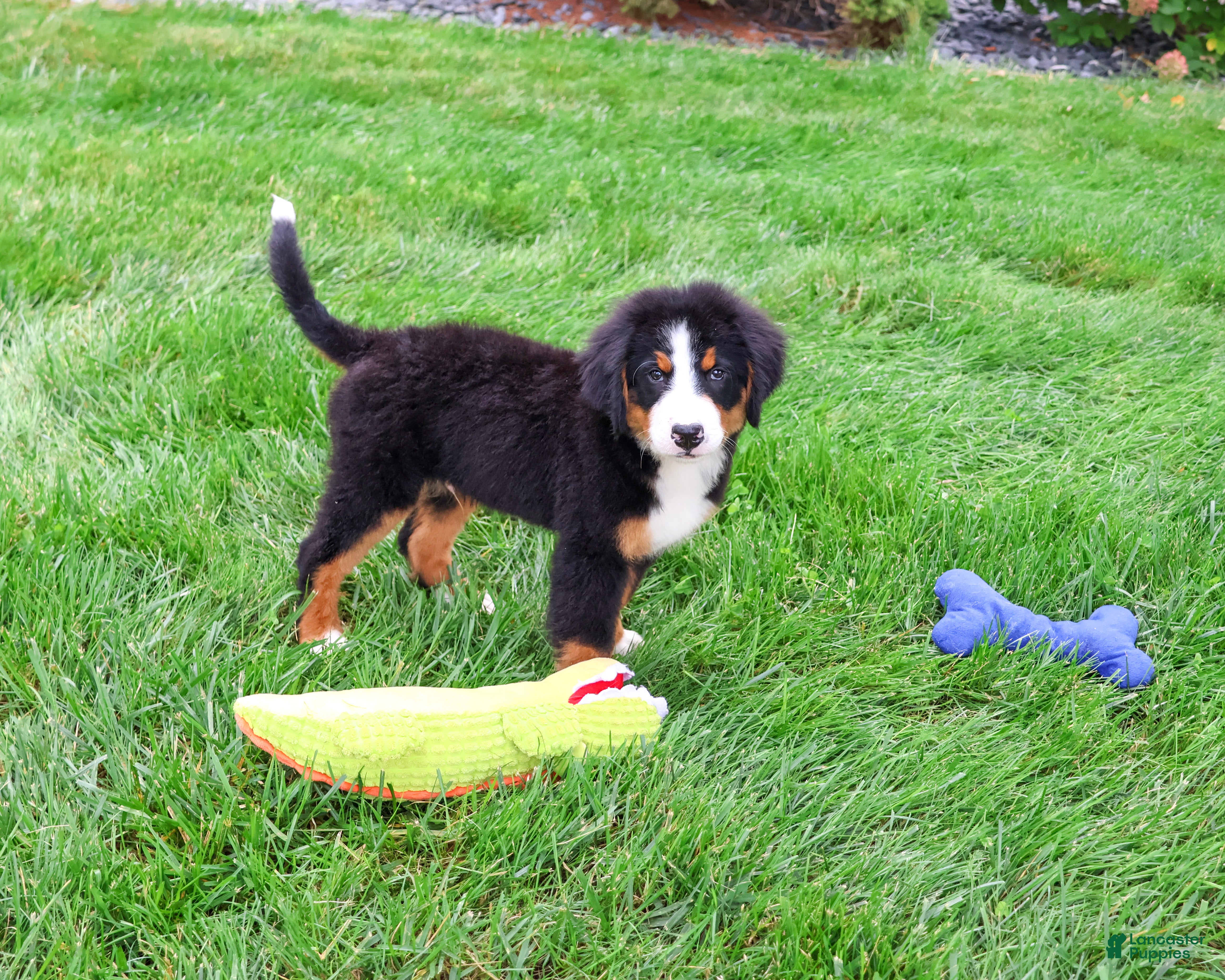 Bernese Mountain Dog dogs Honor - Ad 3