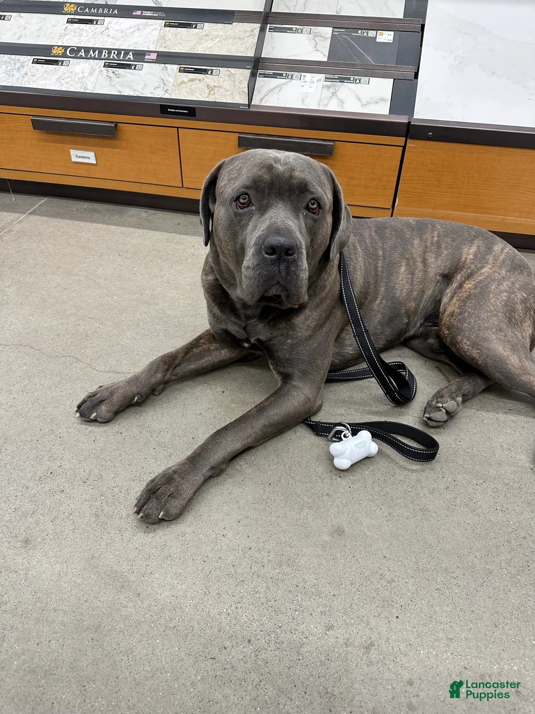 Gallery Image {{count}}