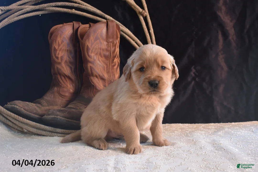 Golden Retriever dogs for sale: Kevin - Ad 2