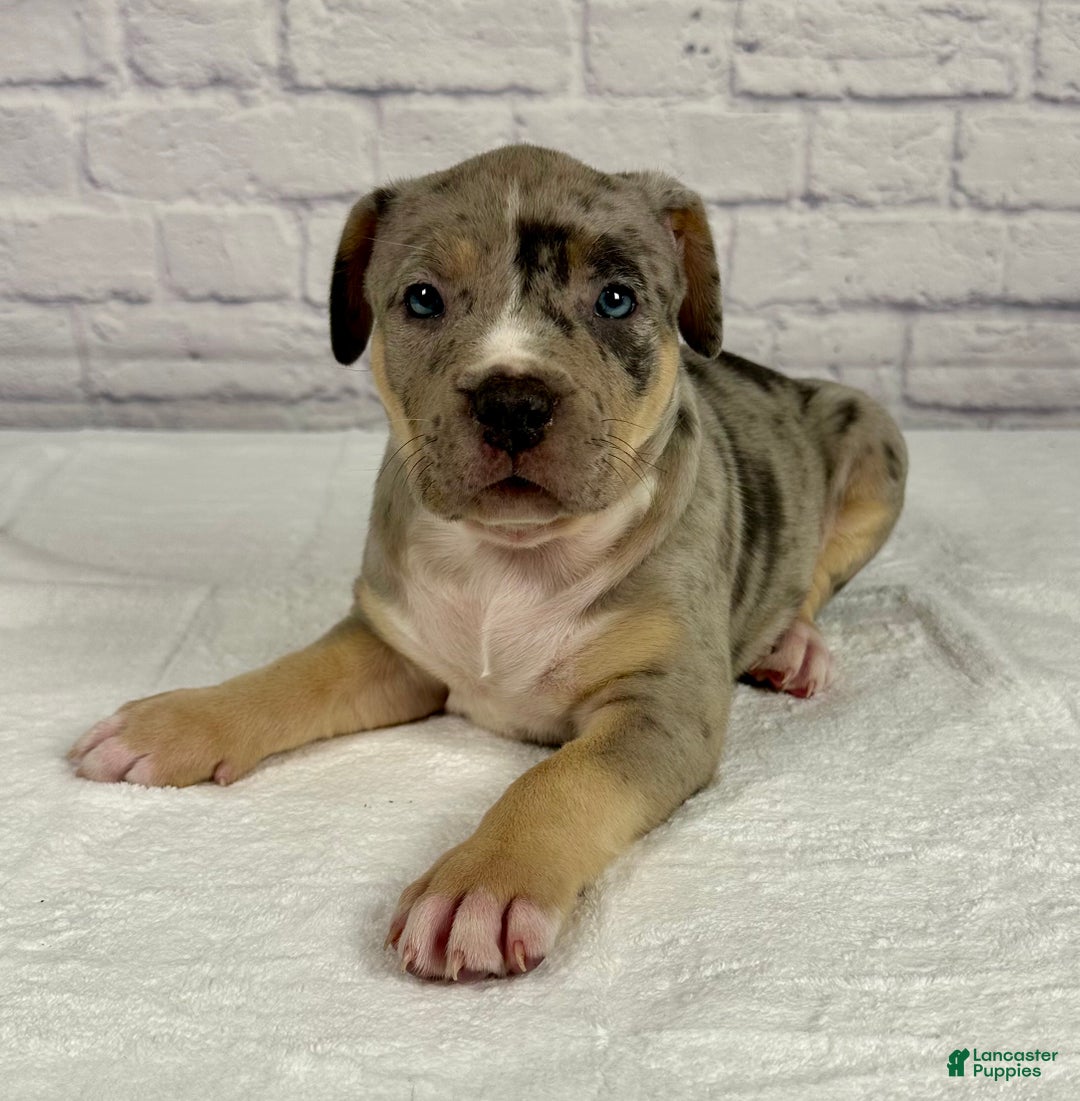 American Bully dogs for sale: Blue Moon - Ad 9