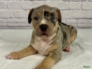 American Bully dogs - Ad 34