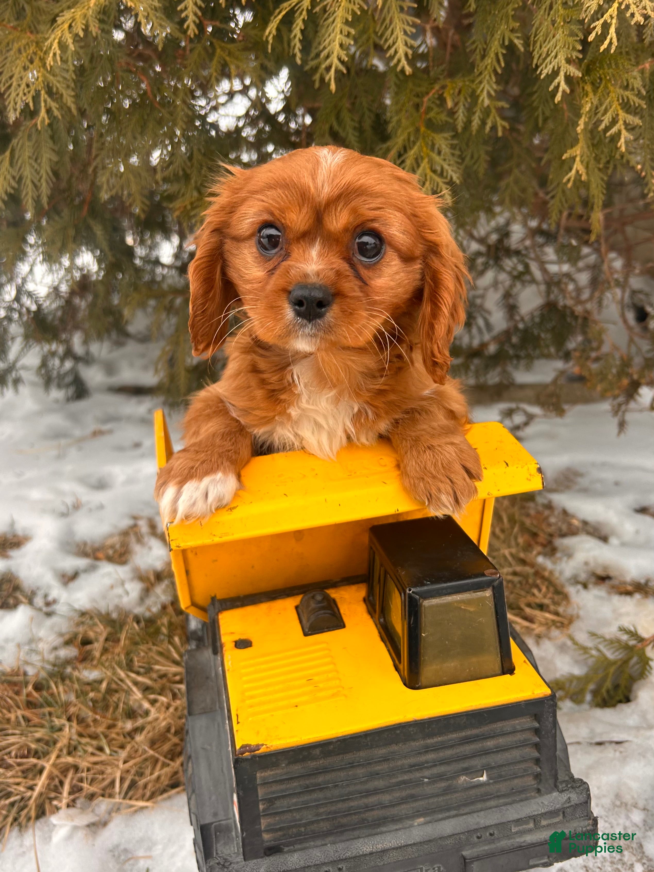 Cavalier King Charles Spaniel dogs Wrigley - Ad 42