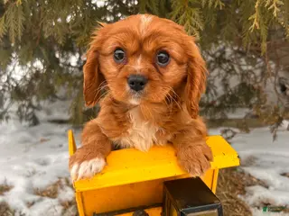 Cavalier King Charles Spaniel dogs Wrigley - Ad 42