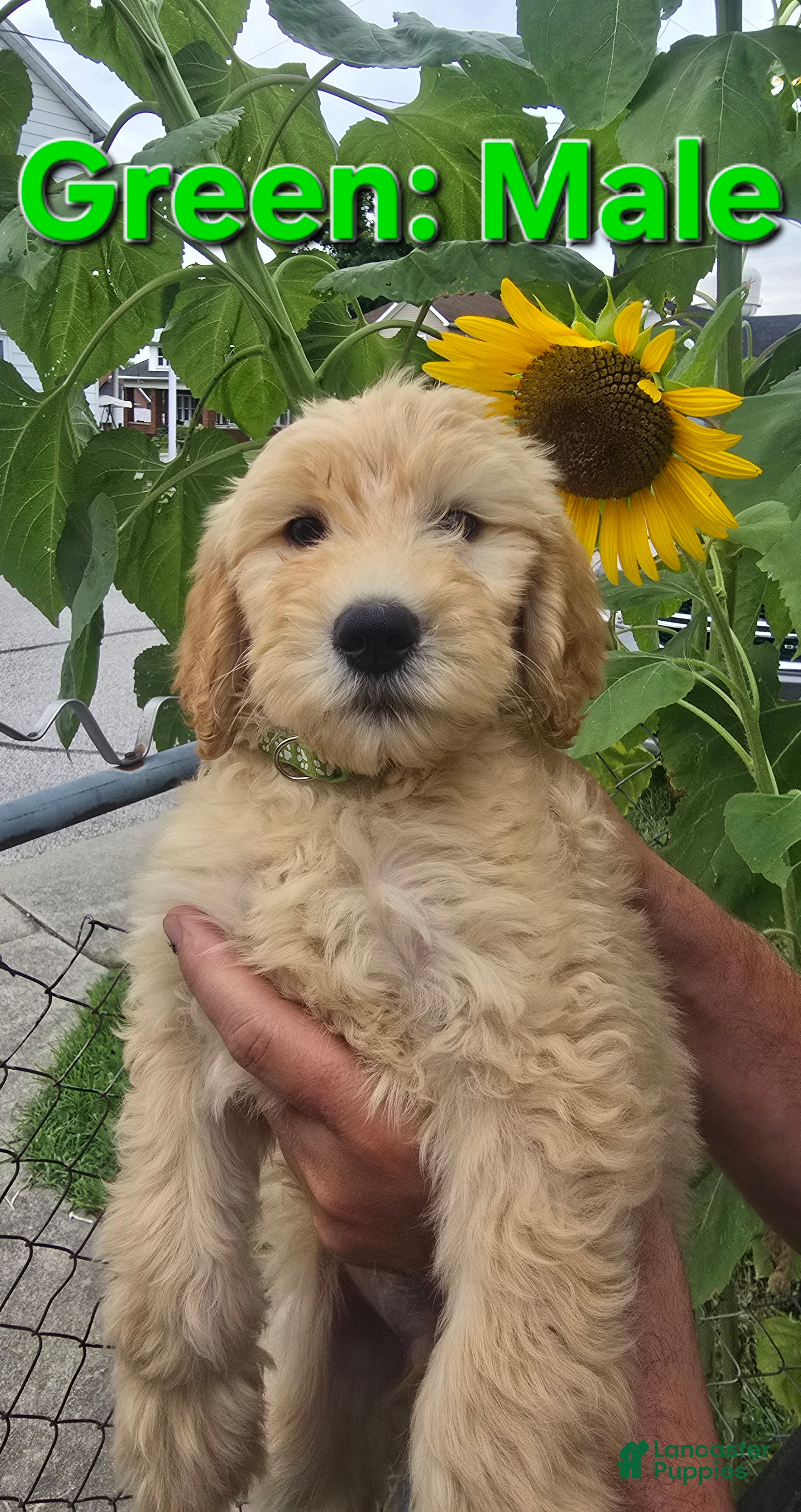 Goldendoodle dogs Goldendoodle Green - Ad 41