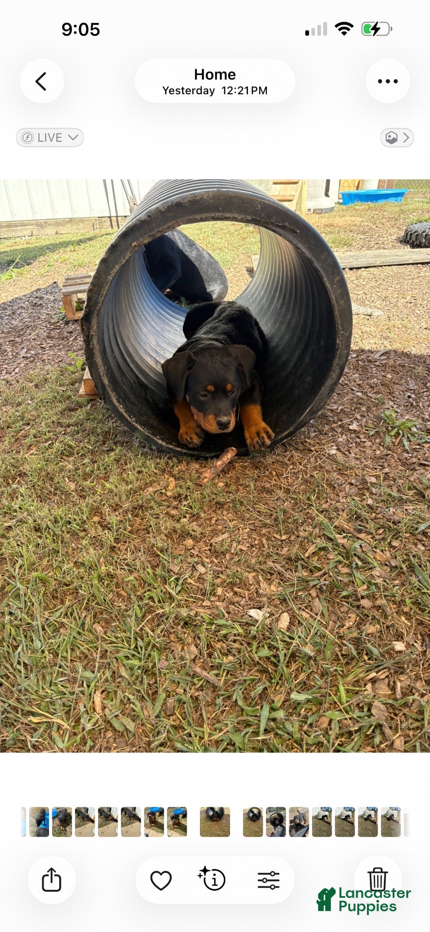 Rottweiler dogs Sugar - Ad 2