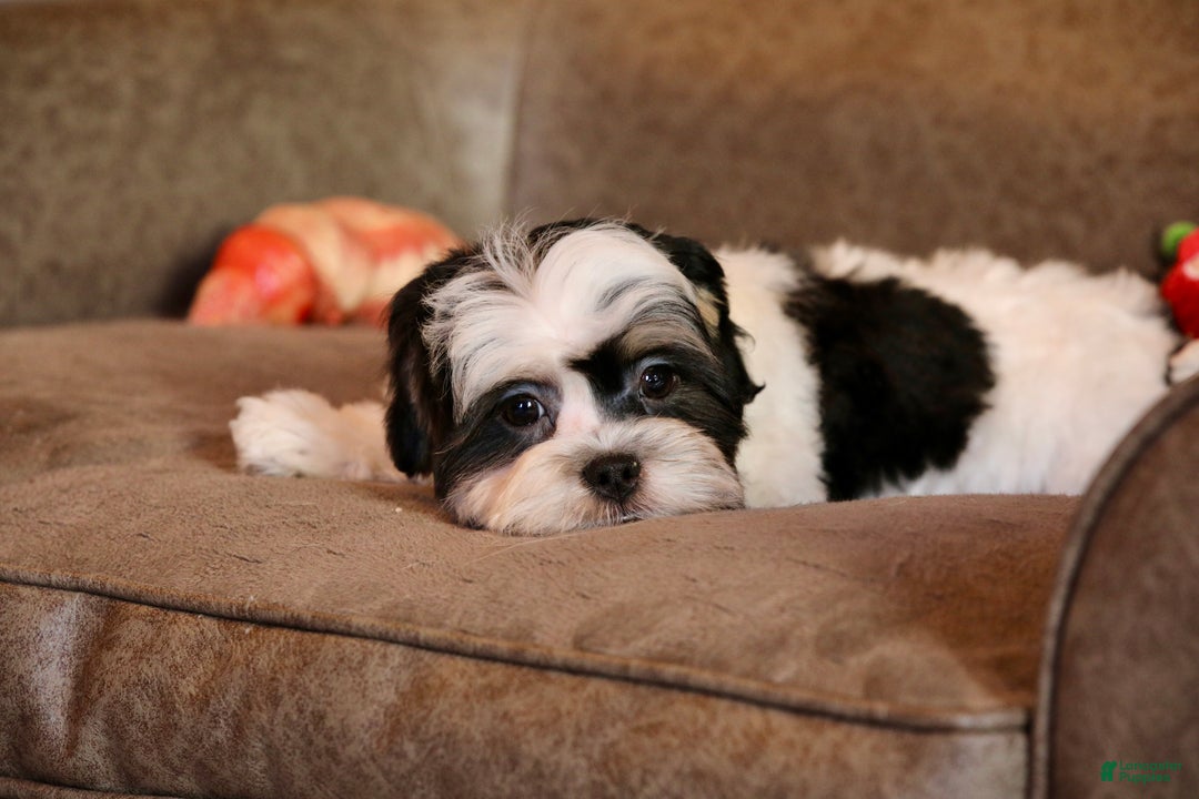 Shihpoo dogs for sale: Oliver - Ad 17