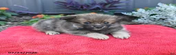 Pomeranian dogs for sale: Hudson - Ad 4