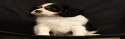 Cavalier King Charles Spaniel dogs for sale: Paul - Ad 7